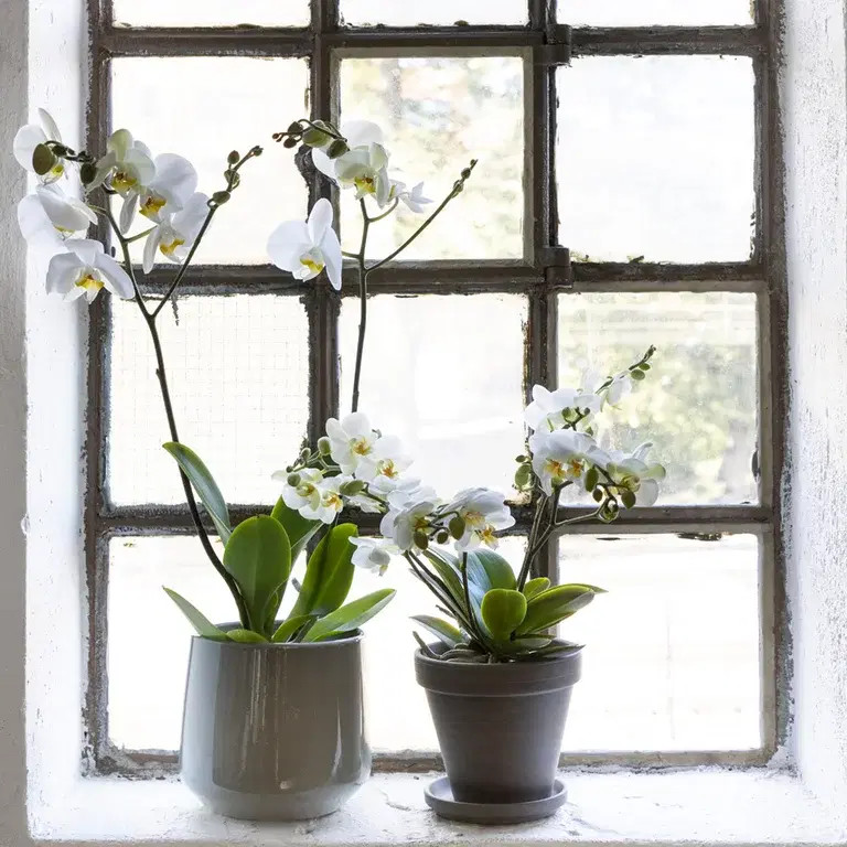 This is an image illustration of Orchid - facts and advice about care