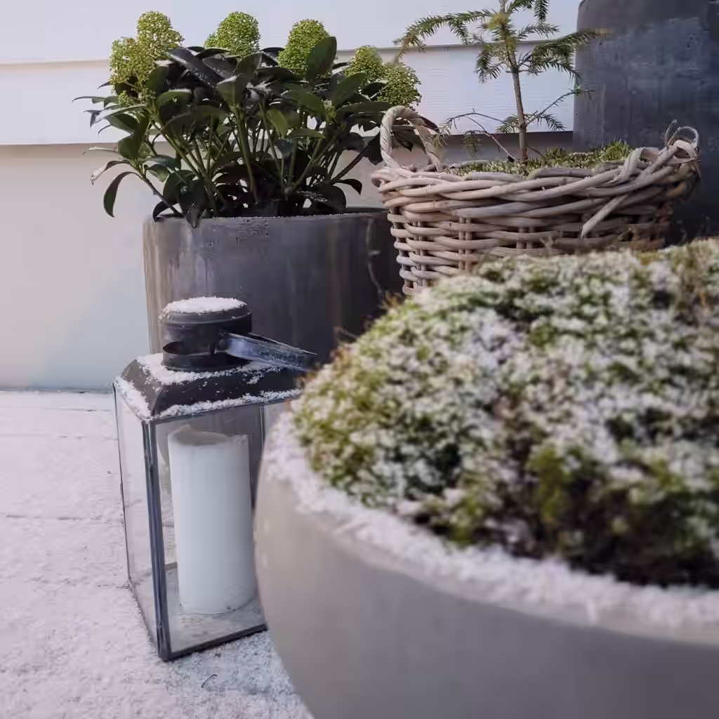 Hagebesøk: Hvit snø mot grønne blader hos Therese i Bærum