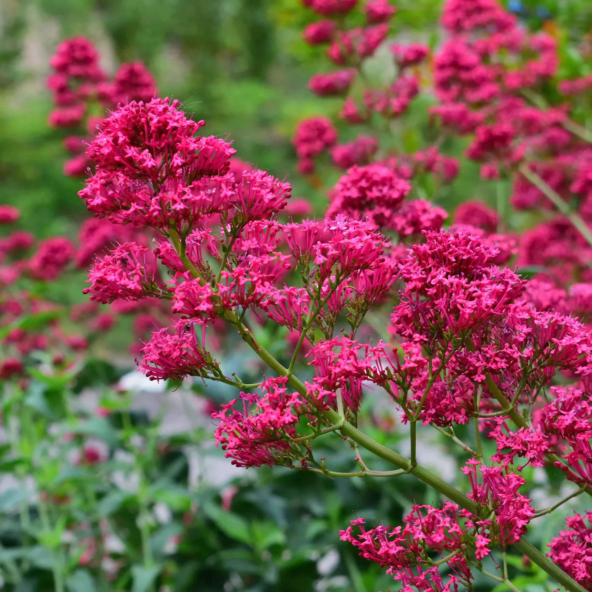 Sporeblomst 'Coccineus'