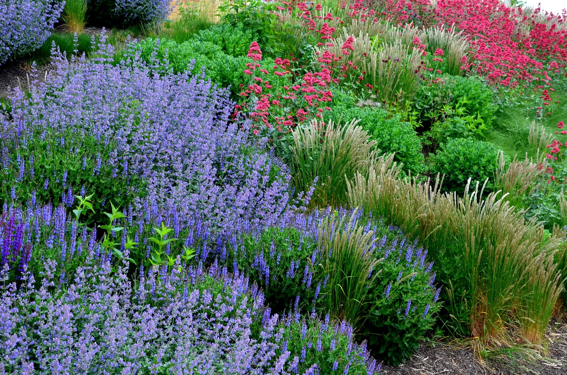 Sporeblomst 'Coccineus'