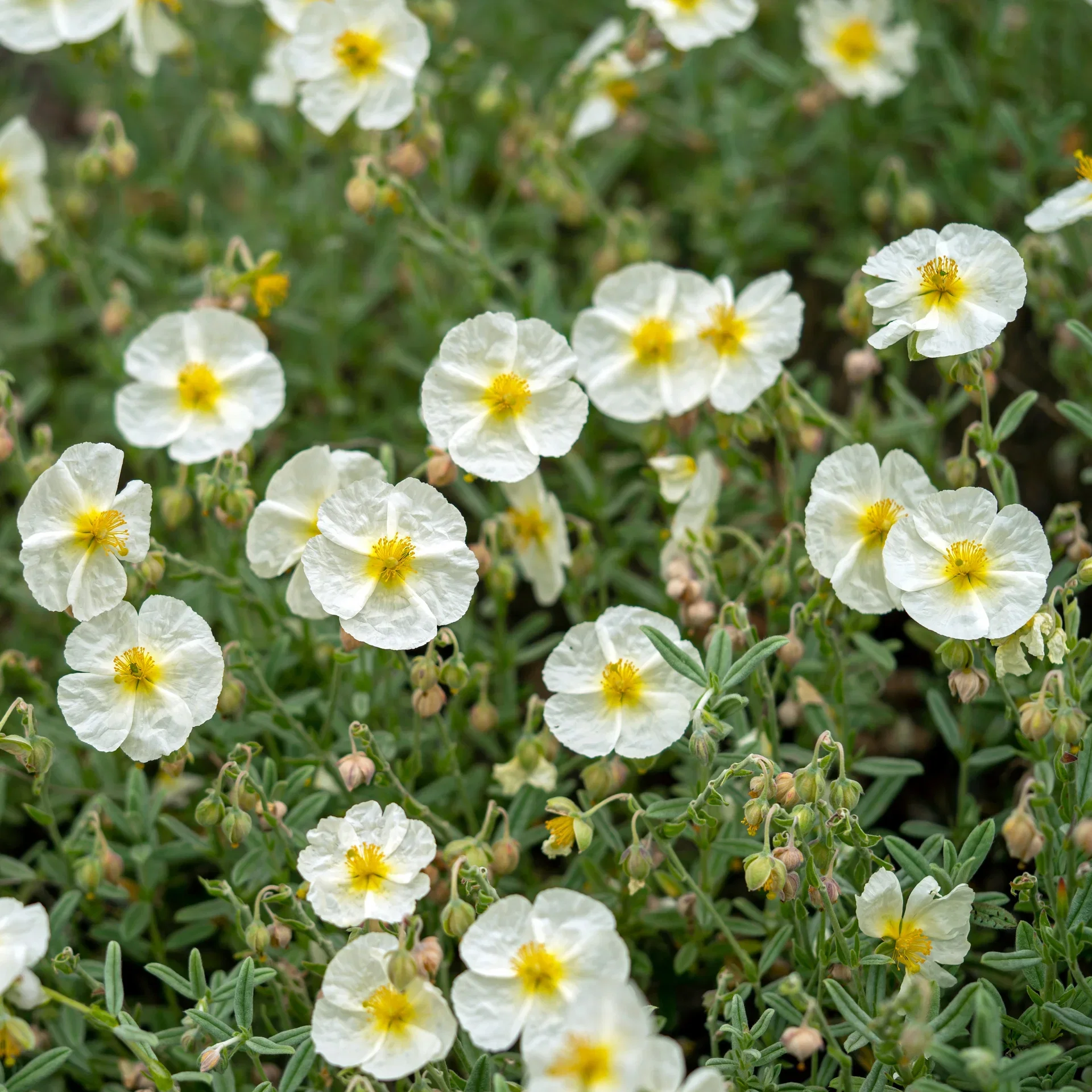 Helianthemum 'The Bride' Perennial Plant