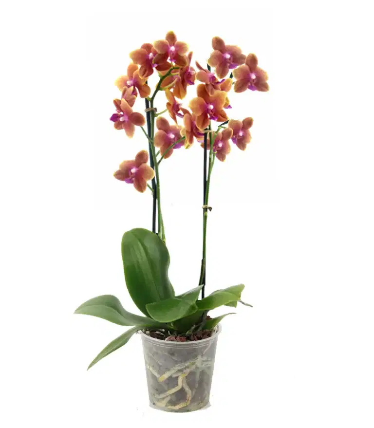 Phalaenopsis 'Bolgheri'