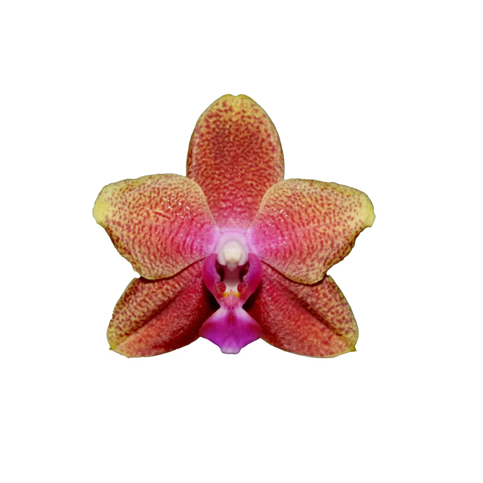 Phalaenopsis 'Bolgheri'