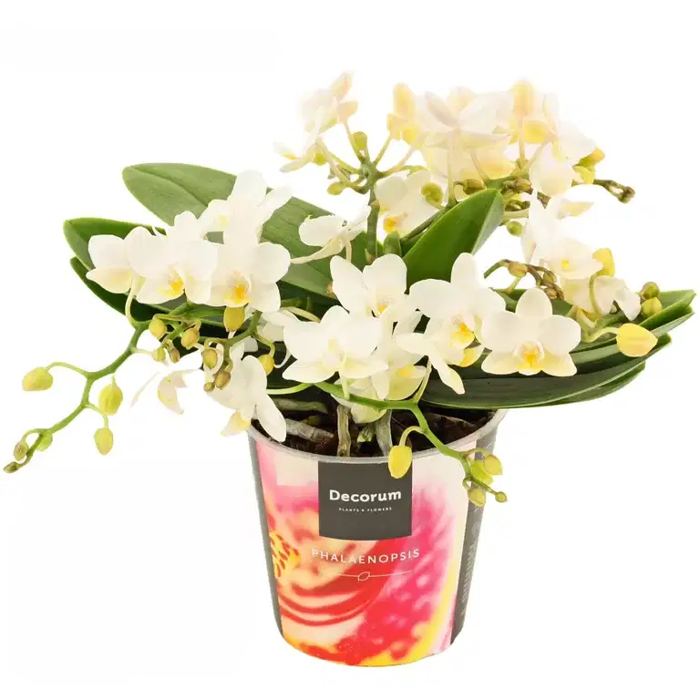 Phalaenopsis Table Whitney