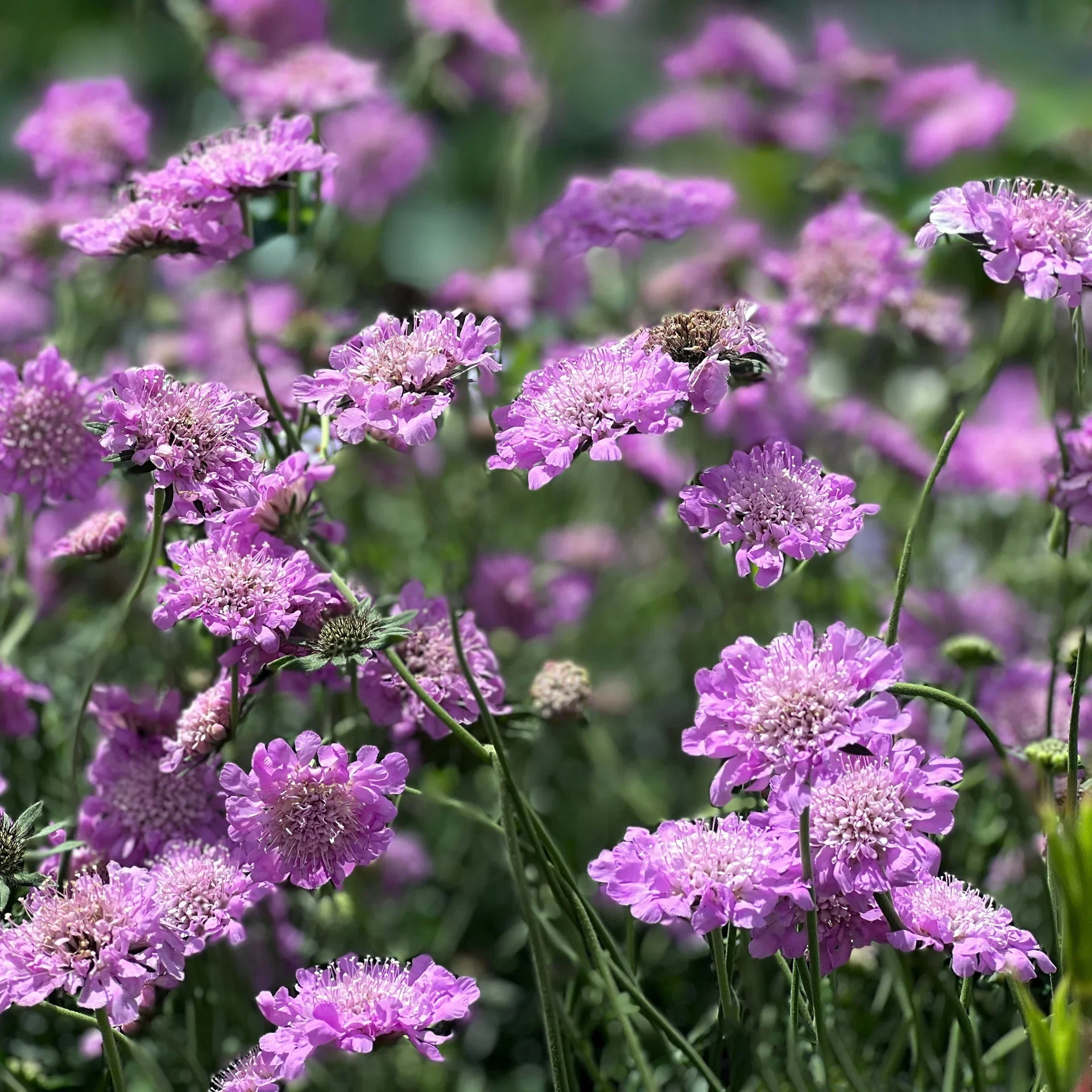 Scabiosa columbaria 'Pincushion Pink'