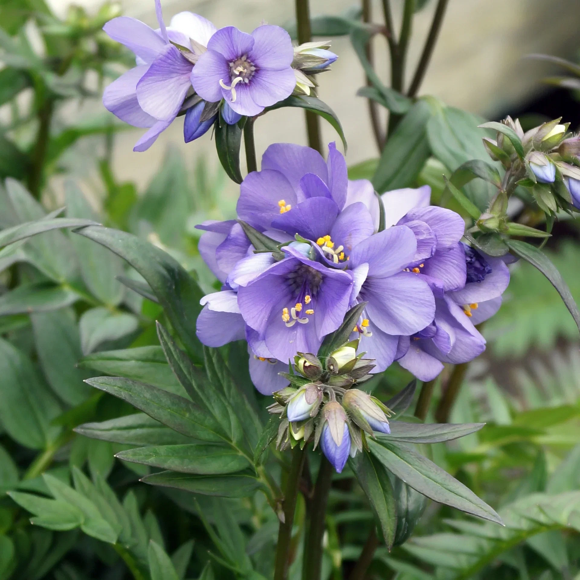 Polemonium 'Bressingham Purple' 19cm