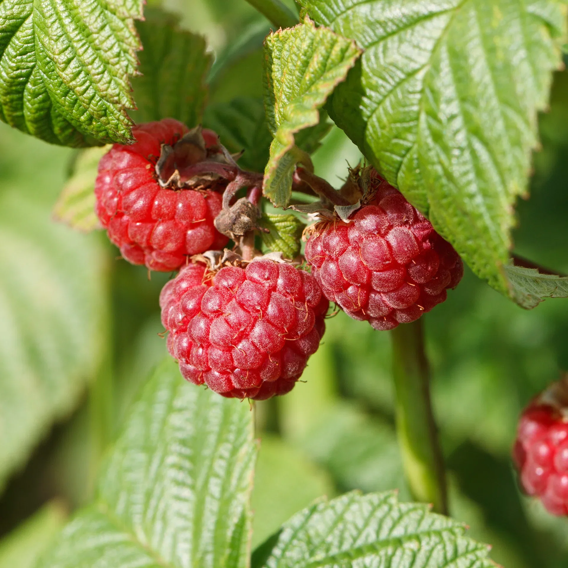 Rubus idaeus 'Summer Chef' 13cm BIO