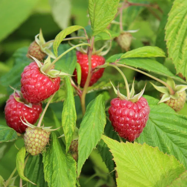 Bringebær 'Glen Ample'