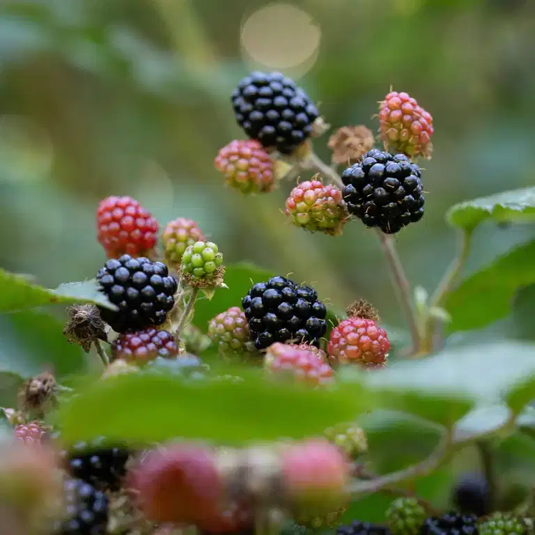 Flikbjørnebær 'Thornless Evergreen'