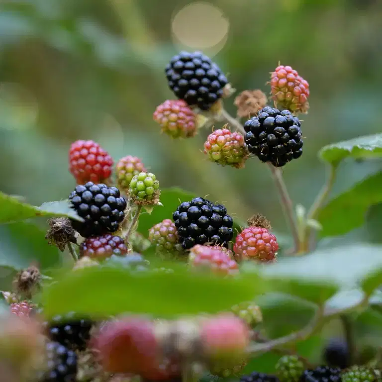 Flikbjørnebær 'Thornless Evergreen'