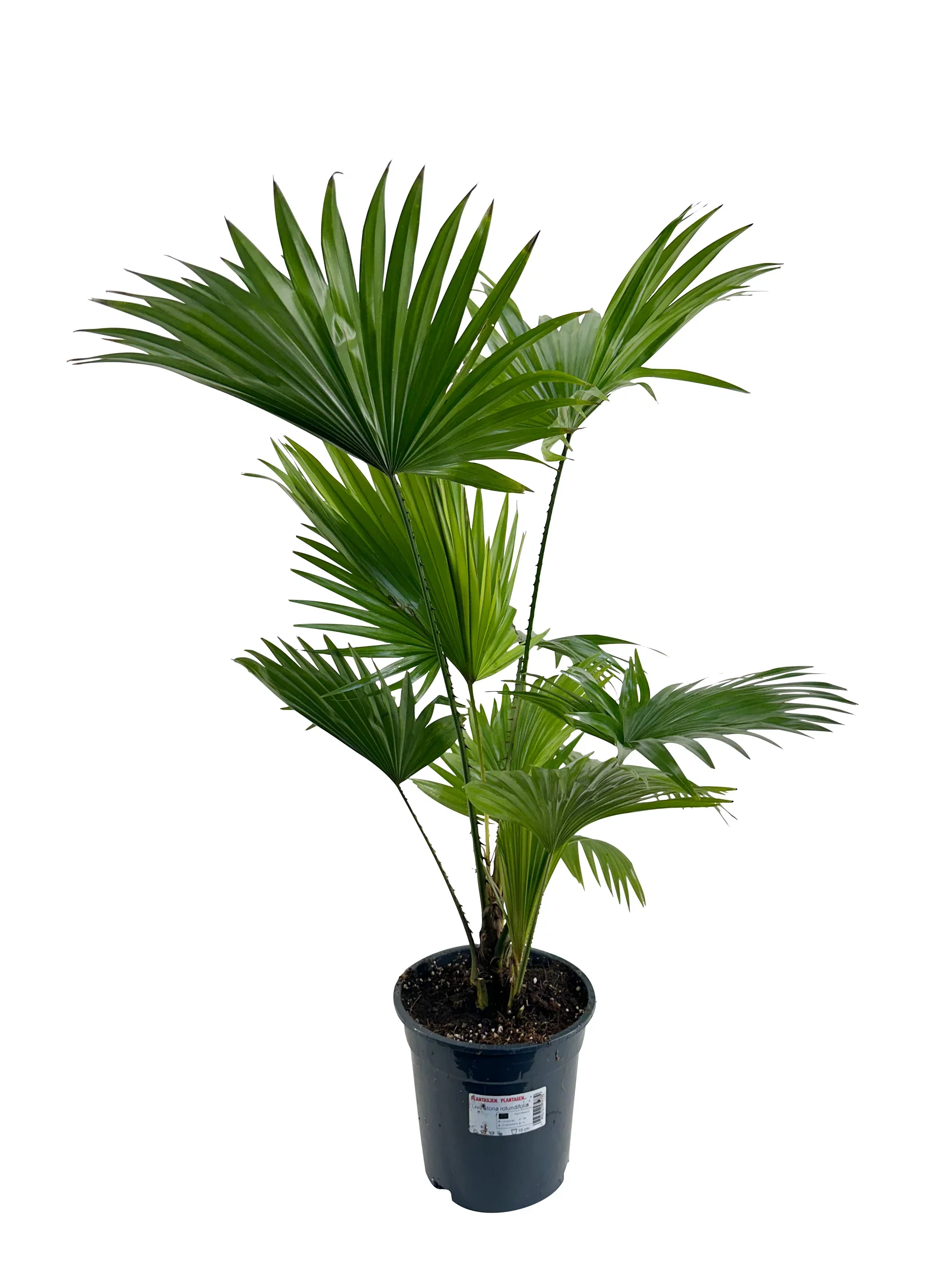 Livistona rotundifolia