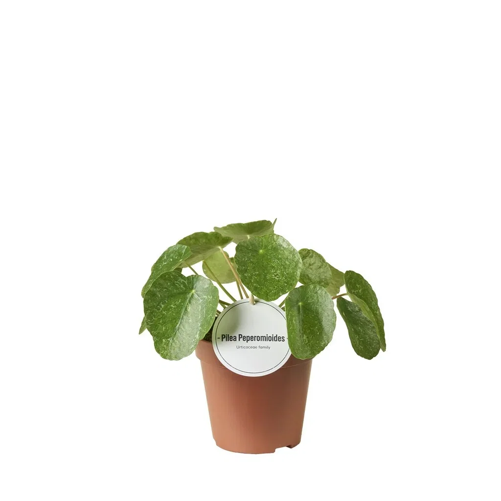 Pilea 'Sugar'