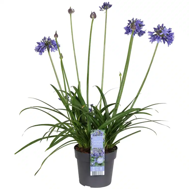 Afrikas blå lilje 'Ever Sapphire'