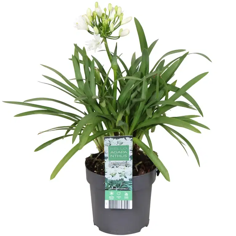 Afrikas blå lilje 'Pixie White'
