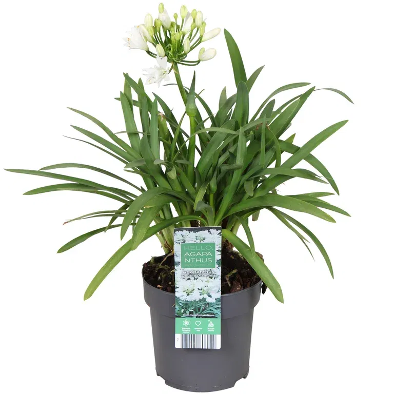 Afrikas blå lilje 'Pixie White'