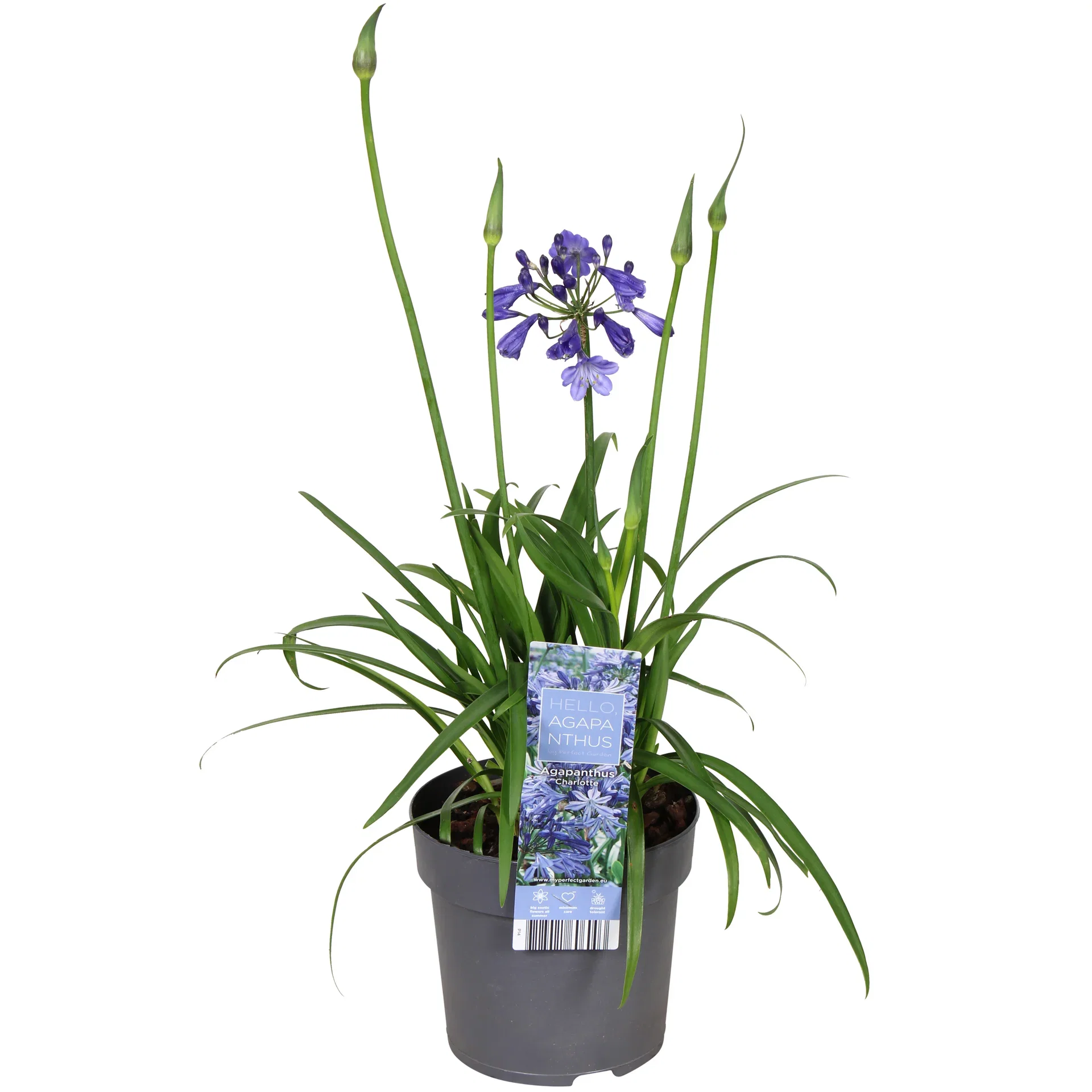 Afrikas blå lilje 'Pixie Blue'