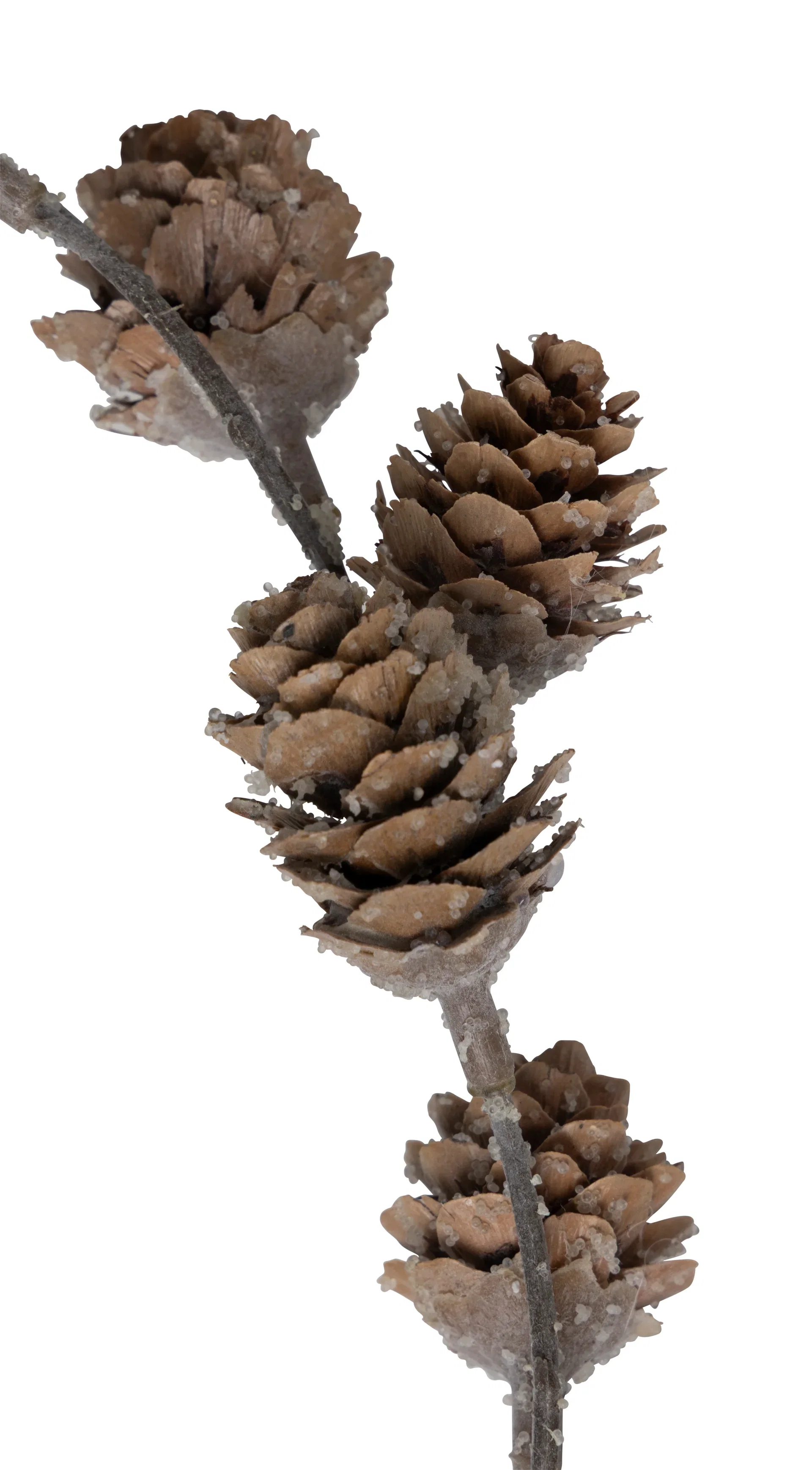 Girlander Pinecone