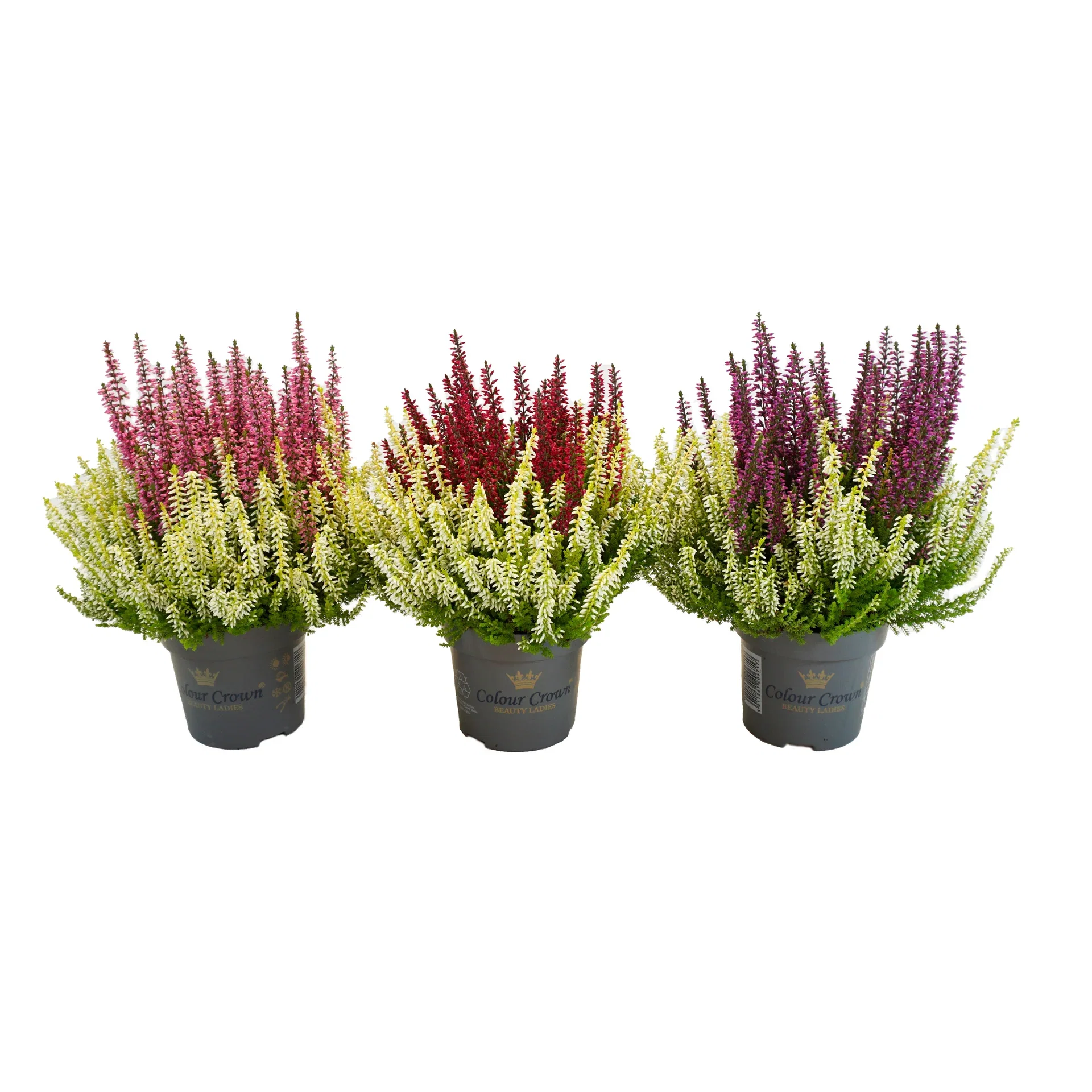 Calluna BEAUTY LADIES 'Colour Crown'