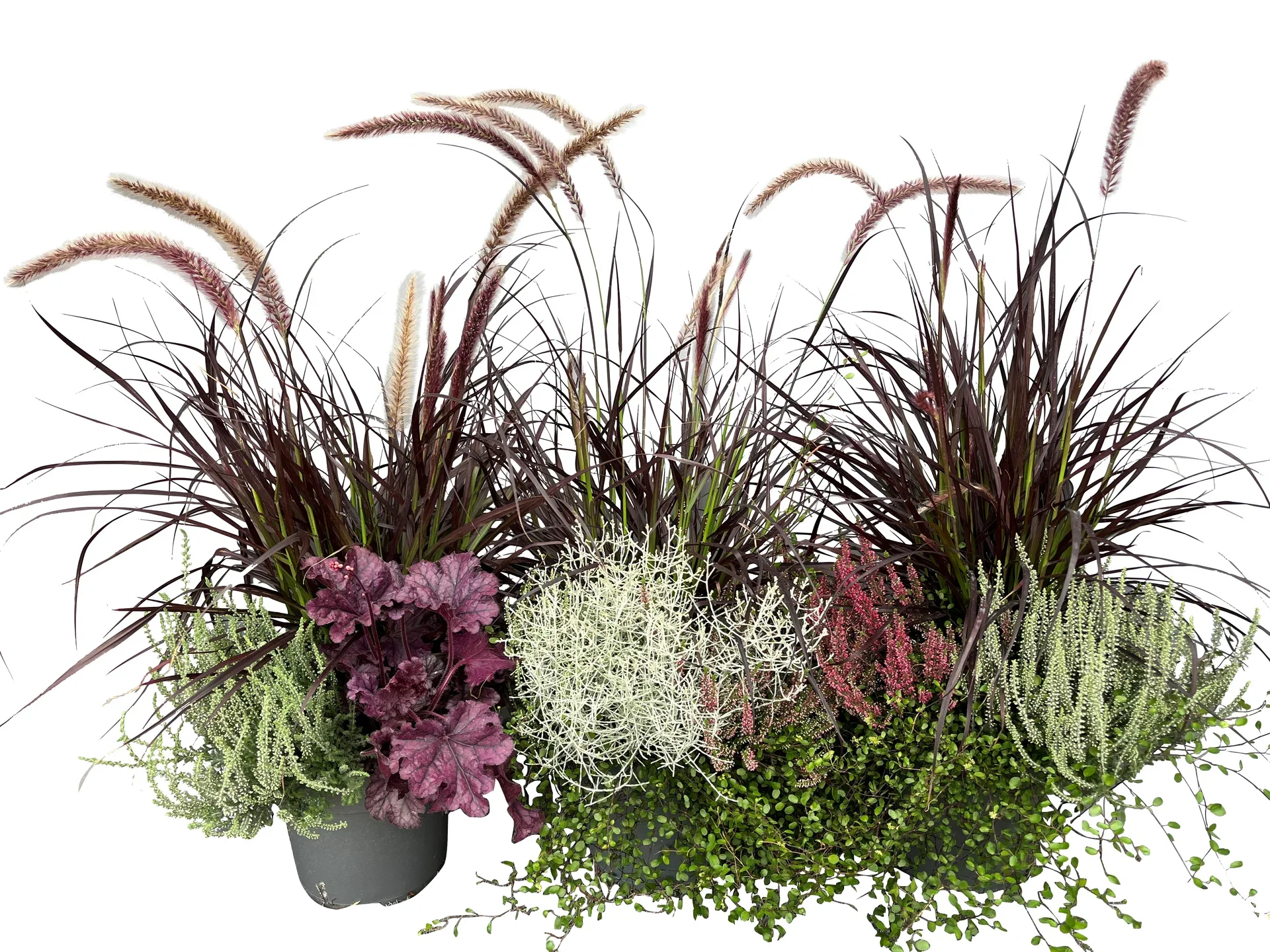 Romantic Garden Heidekaiser 23 cm