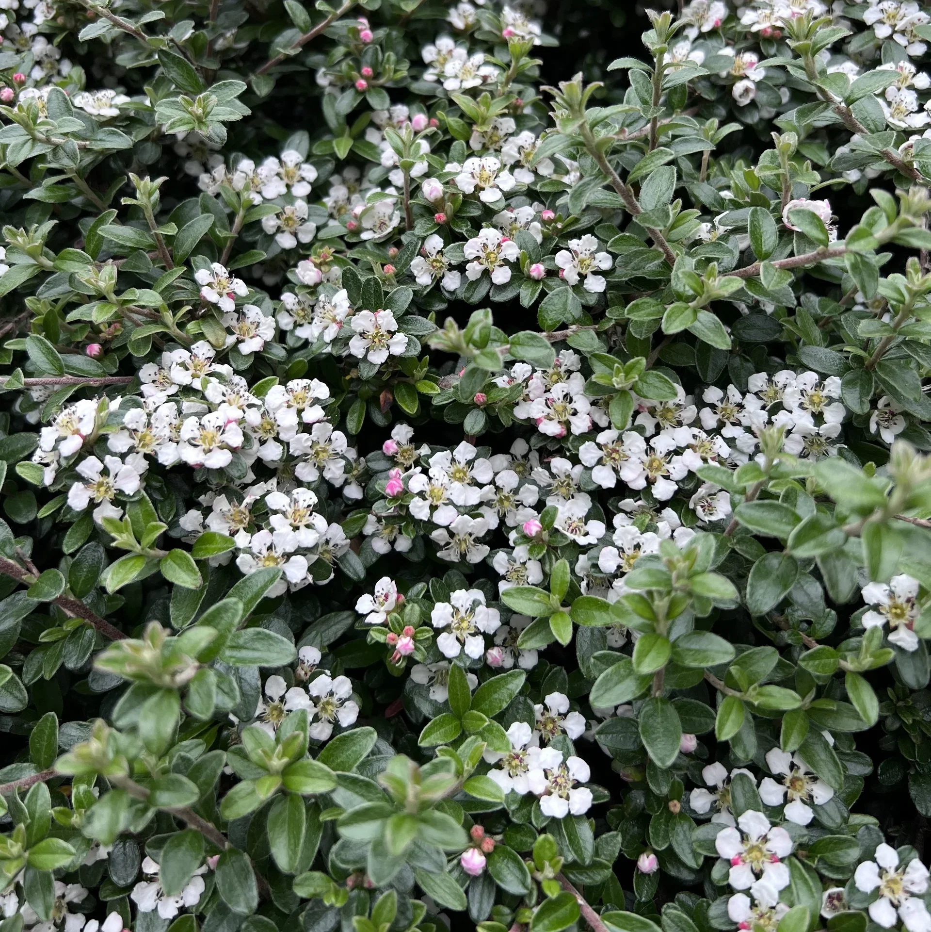 Vintermispel 'Coral Beauty'