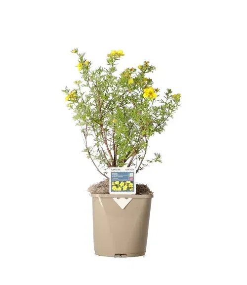 Buskmure 'Goldfinger'