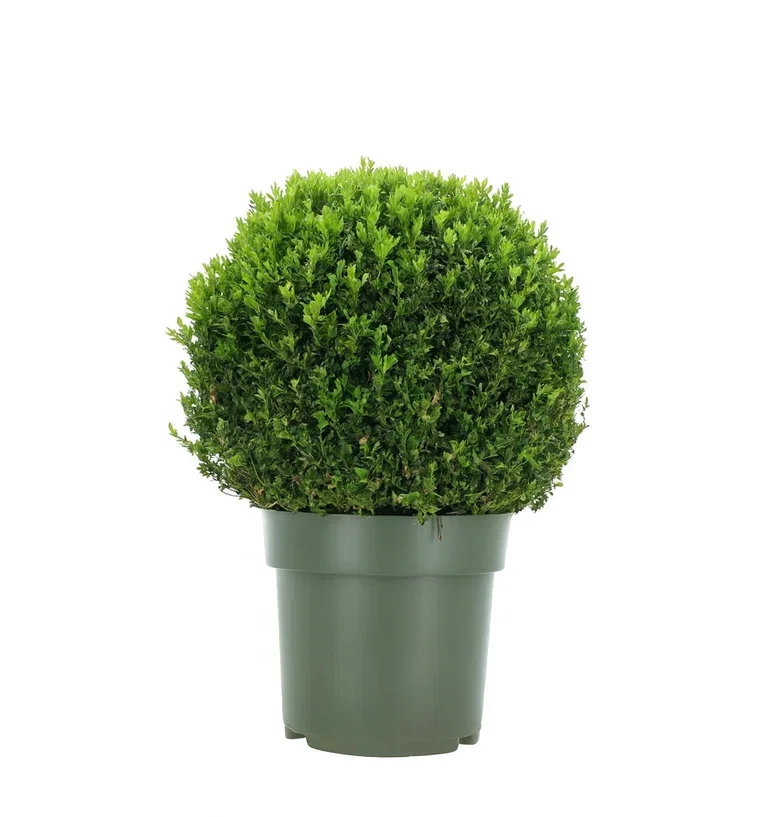 Buxus sempervirens ball 50cm D 15L