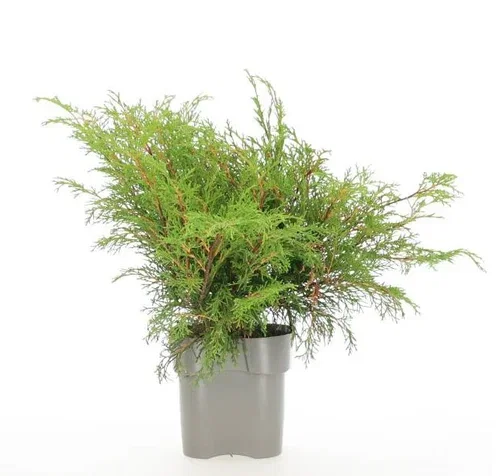 Microbiota Decussata Shrub