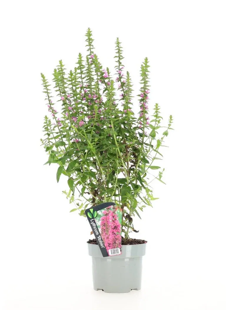 Lythrum Perennial Plant 17cm