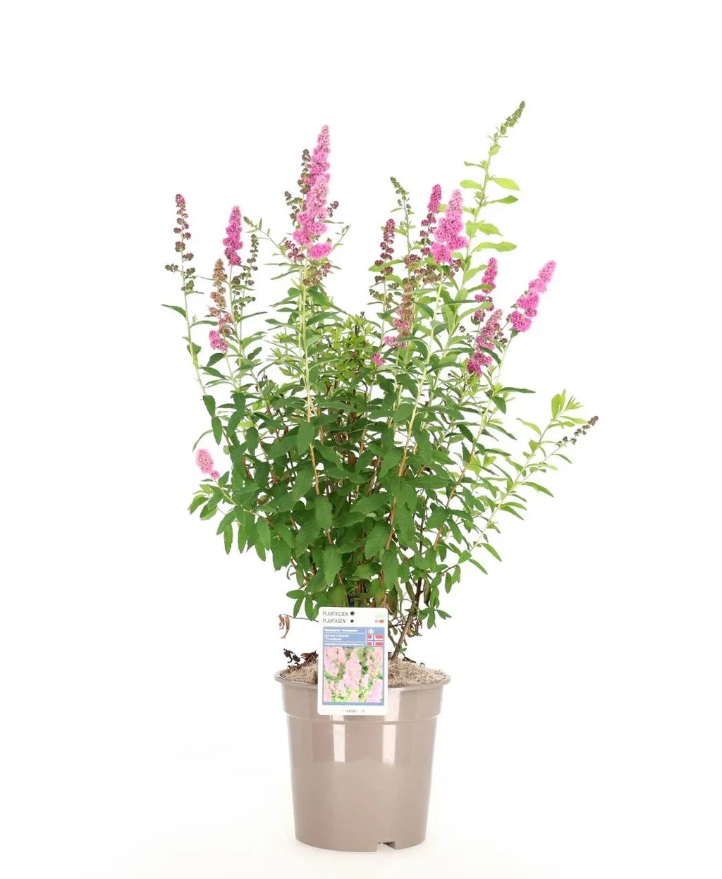 Triumphans Spiraea Shrub, 4.5L