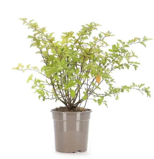 Sargent's Apple Shrub (Malus toringo var. sargentii)