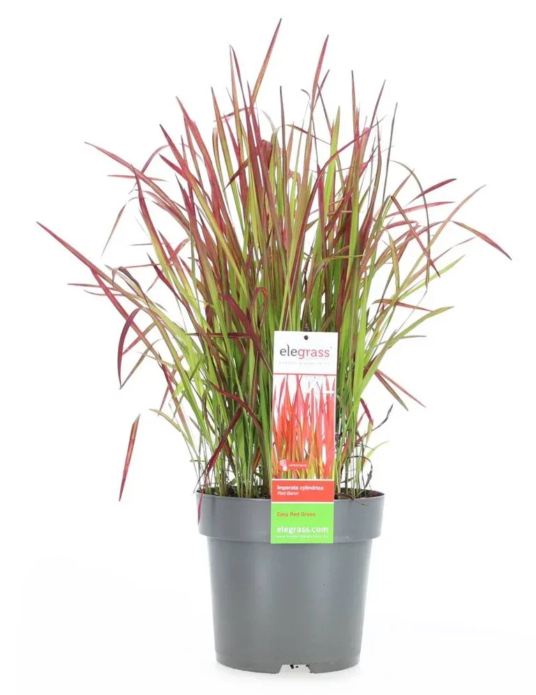 Red Baron Imperata Cylindrica