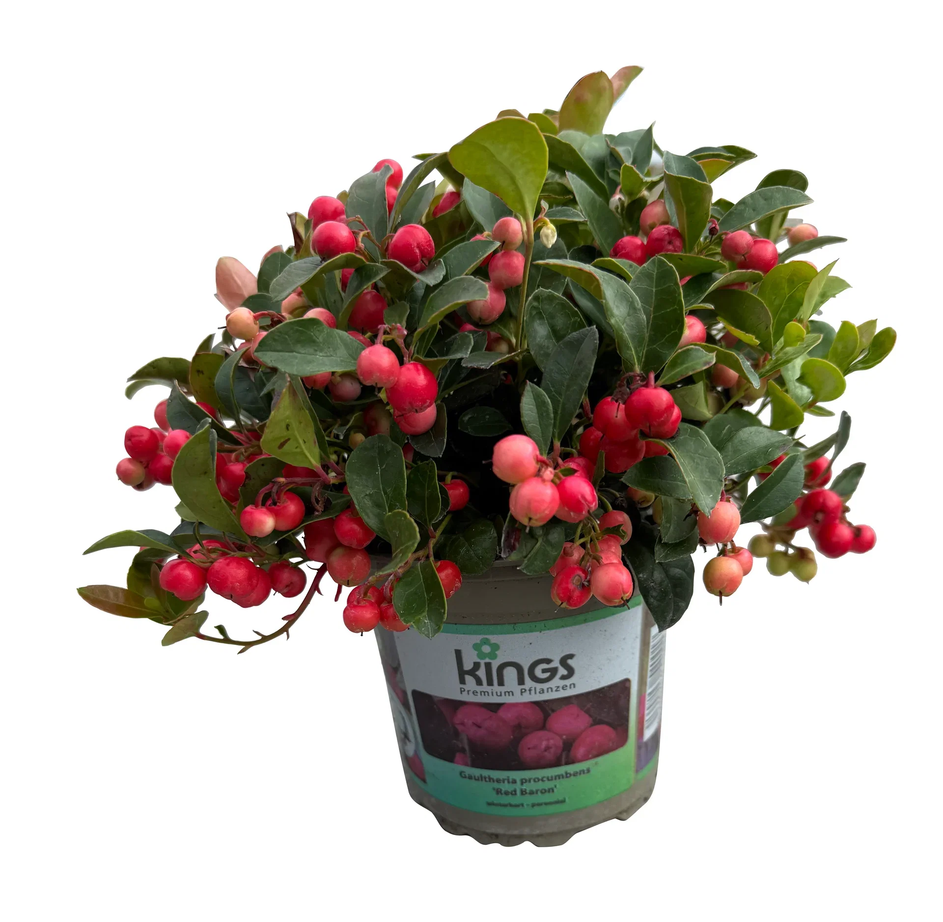 Gaultheria proc. 'Big Berry' 13 cm