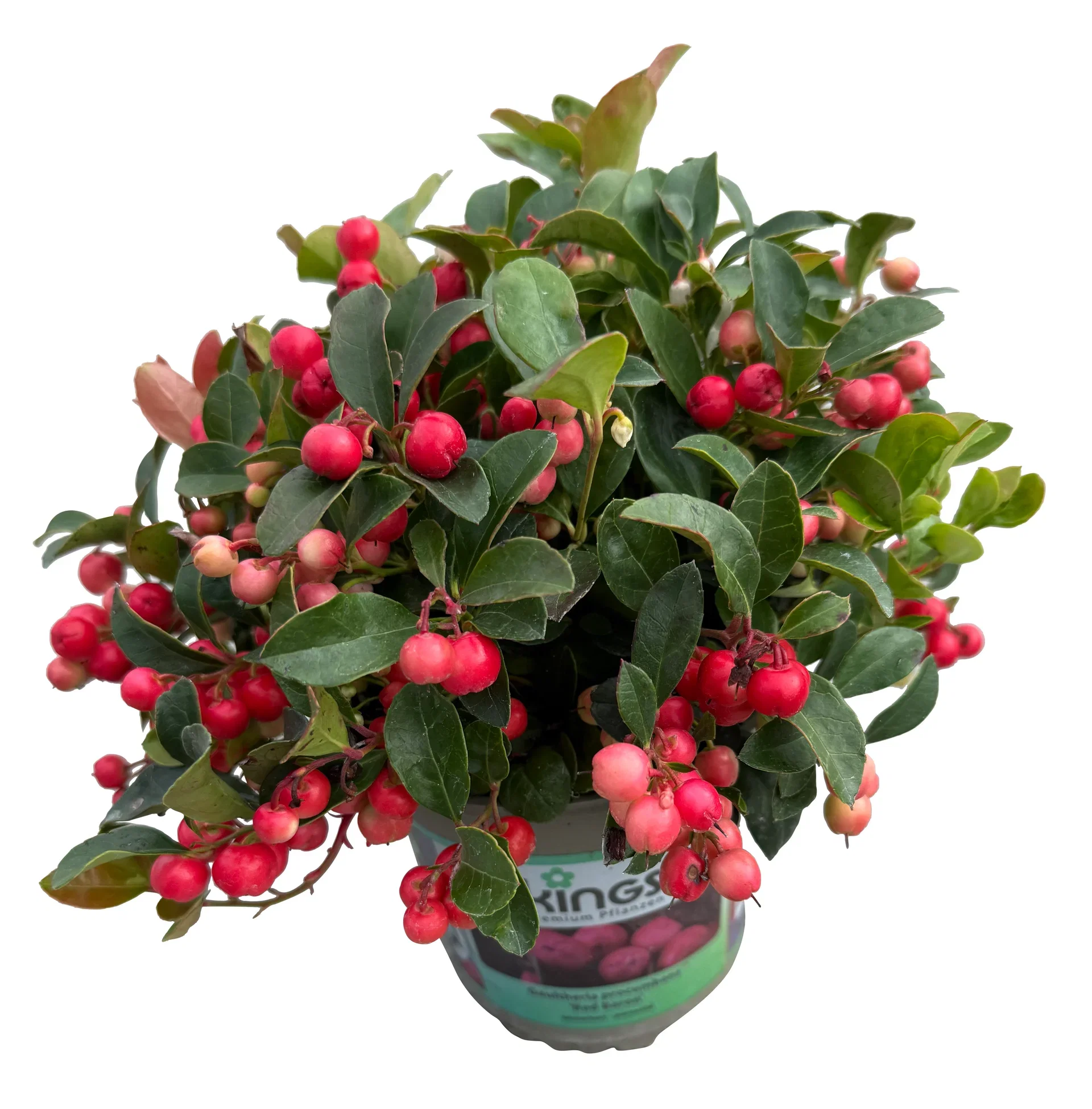 Gaultheria proc. 'Big Berry' 13 cm