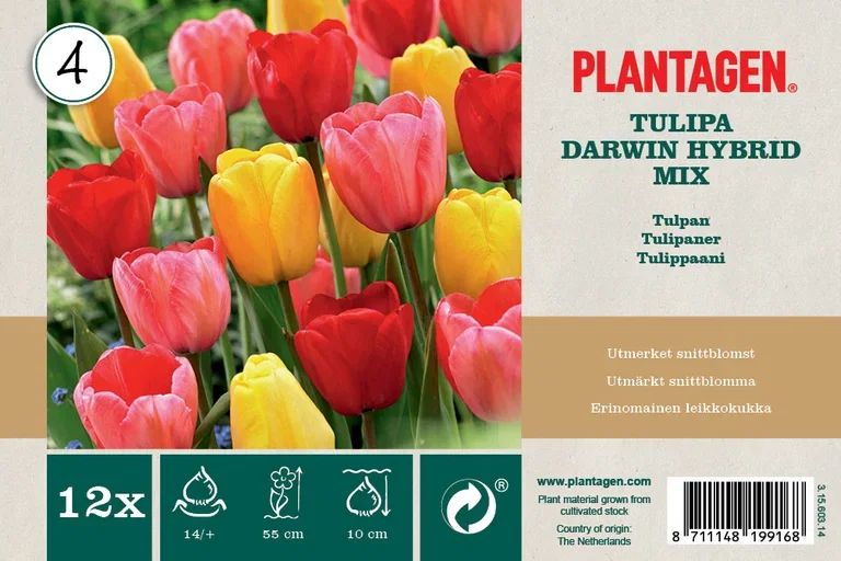 Tulipanmiks Darwin Hybrid - 12 stk
