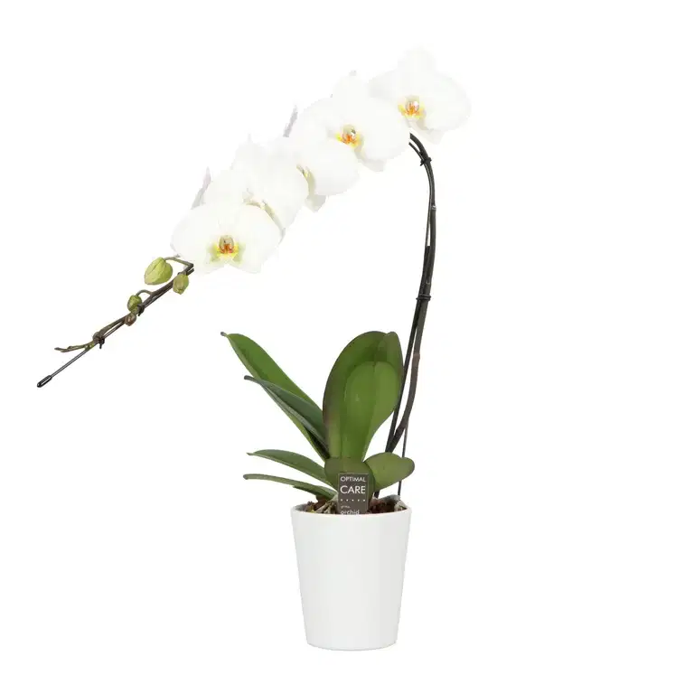 Phalaenopsis 'Formidable Japanese' in ceramic pot
