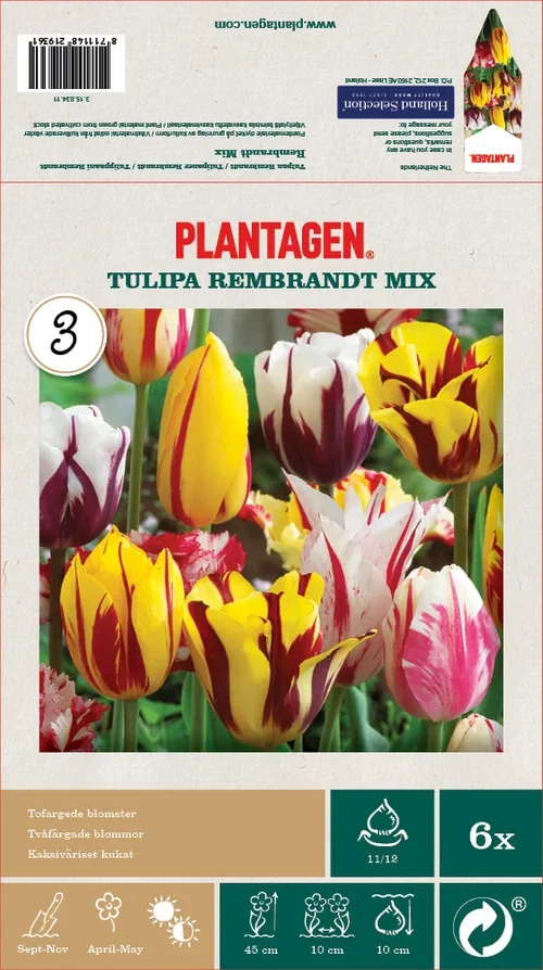 Tulipan 'Rembrandt' miks - 6 stk
