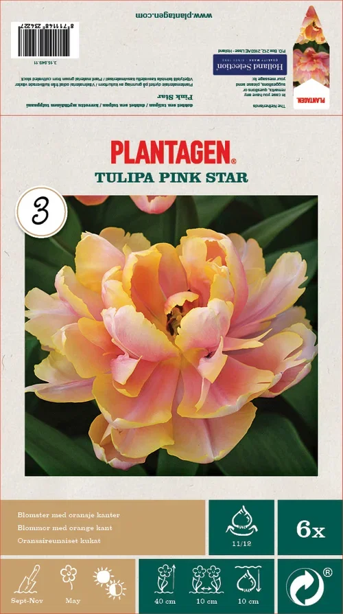 Tulipan 'Pink Star' - 6 stk