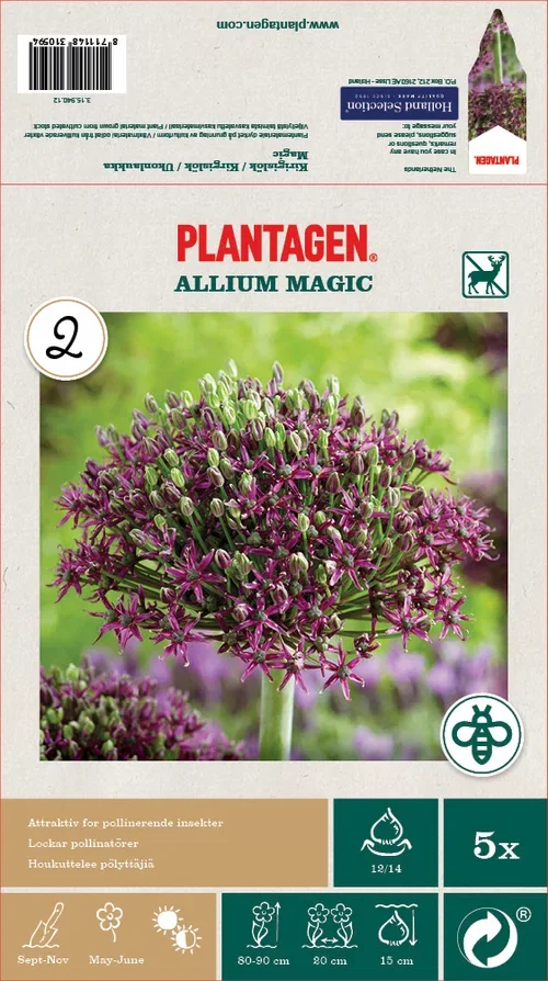 Allium Magic - 5 stk
