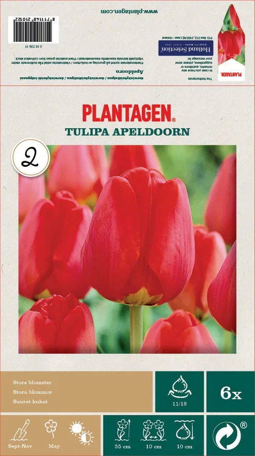 Tulipa Apeldoorn 11/12 red - 6 bulbs