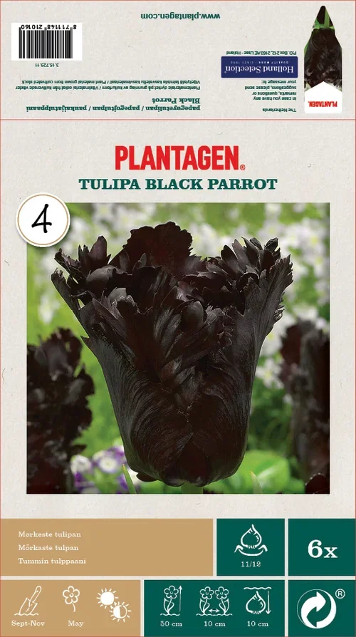 Papegøyetulipan 'Black Parrot' - 6 stk
