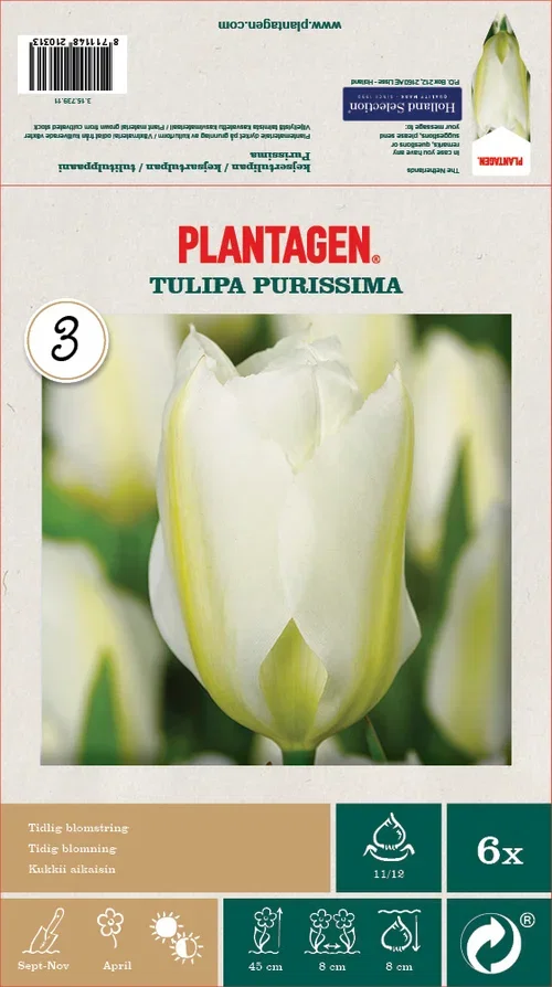 Tulipa Purissima 11/12 white - 6 bulbs