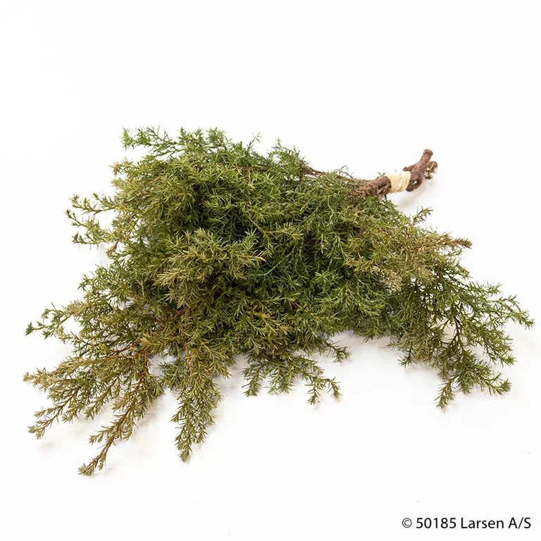 Chamaecyparis bukett snittblomst