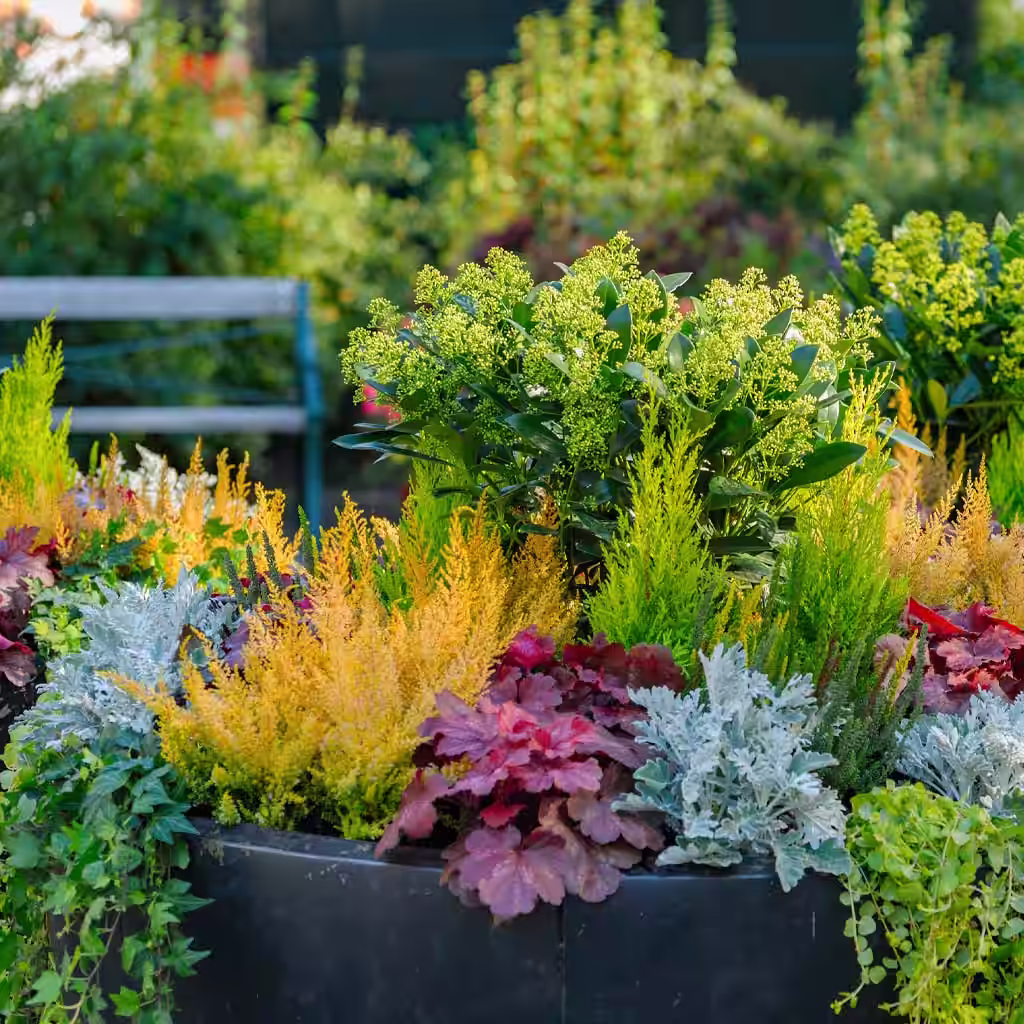 Vellykket samplanting i potte