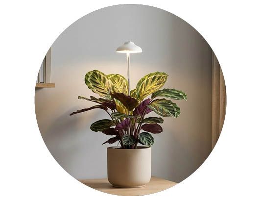 Image of Plantelys 50%