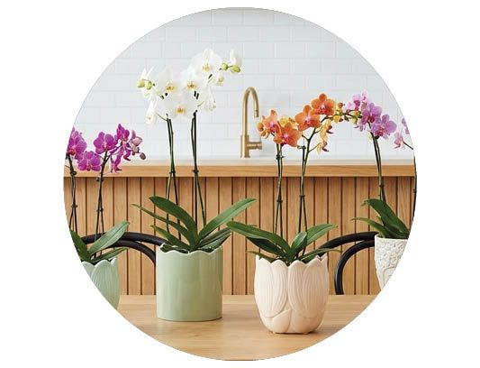 Image of Orkidéer 30%