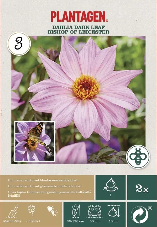 Dahlia Dark Leaf Bishop of Leicester