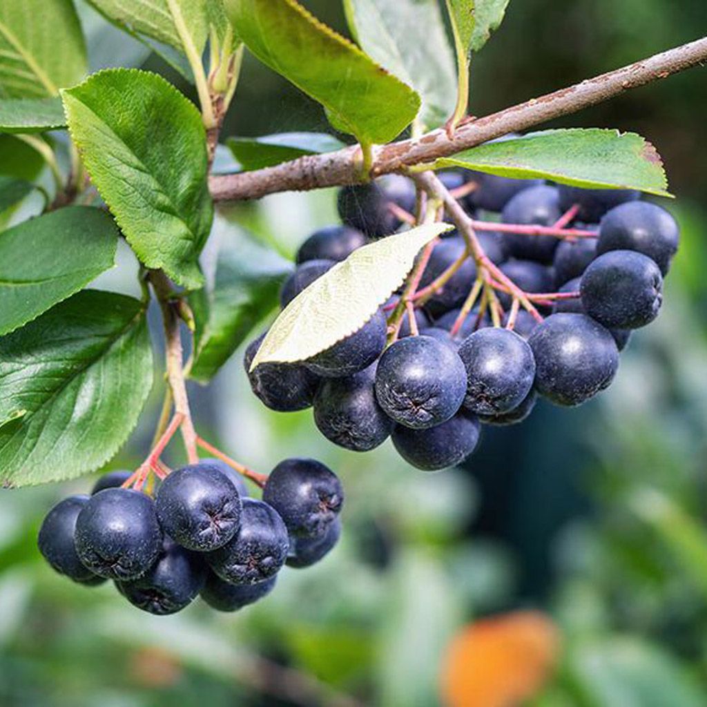 Image of Aronia