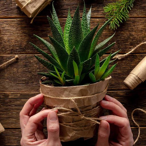 Ti tips til planter som gave