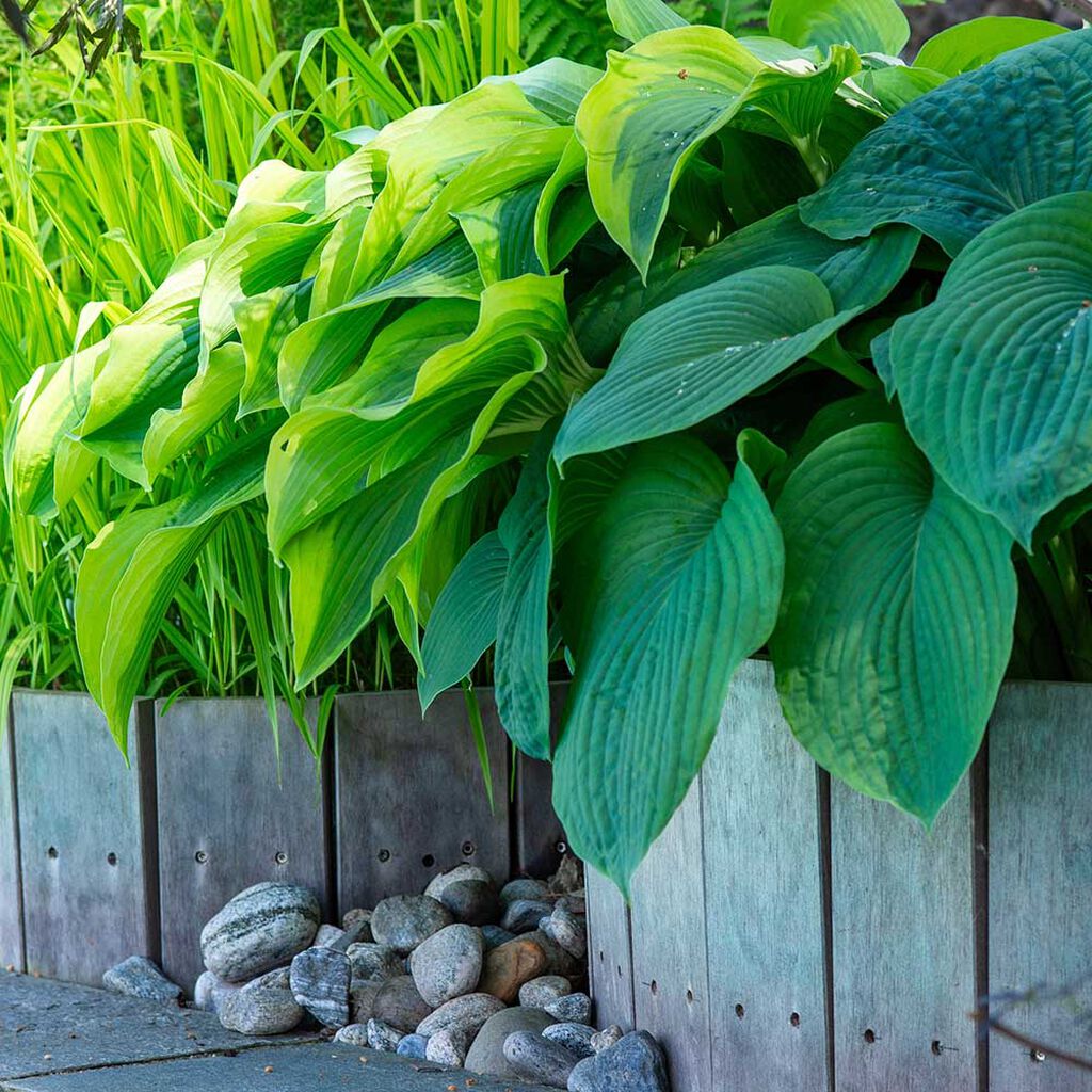 Hosta (bladlilje) – planting og stell