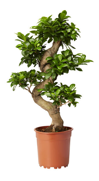 Stort bonsai tre